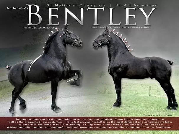 YouTube video player Bentley - Percheron Stallion